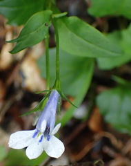 Lobelia cuneifolia