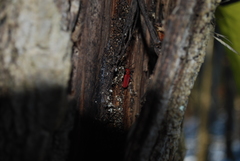 Cucujus cinnaberinus