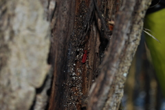 Cucujus cinnaberinus