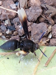 Myrmecopsis strigosa