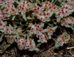 Helichrysum candolleanum