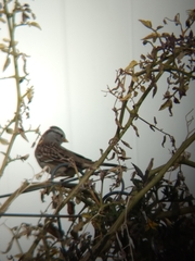 Zonotrichia leucophrys