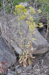 Kalanchoe sexangularis