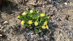Launaea nana