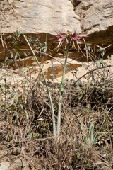 Hippeastrum cybister
