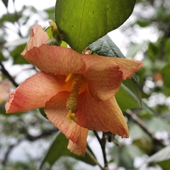 Hibiscus tiliaceus pernambucensis