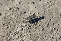Cicindela senilis