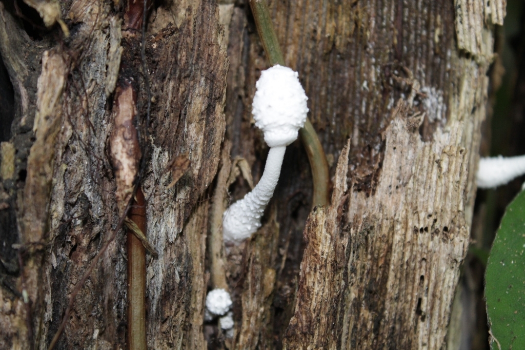 Leucocoprinus cretaceus · January 2021 · photo: © aranda87 (iNaturalist, cc-by)