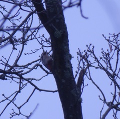 Dendrocopos major