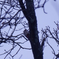 Dendrocopos major