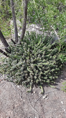 Euphorbia vandermerwei