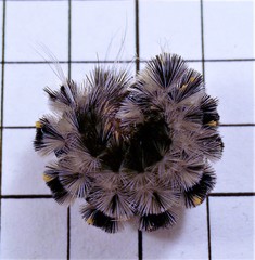 Lophocampa roseata