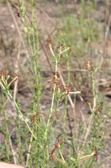 Jamesbrittenia huillana