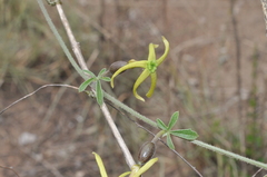 Trochomeria macrocarpa