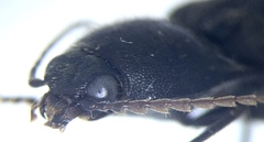 Hemicrepidius ruficornis