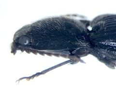 Hemicrepidius ruficornis
