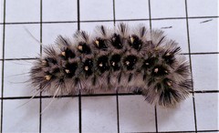 Lophocampa roseata