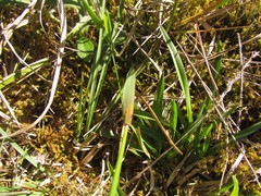 Melica brasiliana