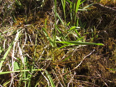Melica brasiliana