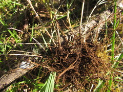 Melica brasiliana