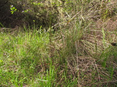 Melica brasiliana