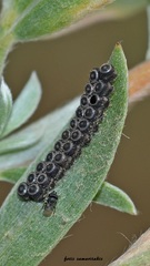 Trissolcus