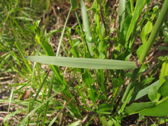 Melica brasiliana