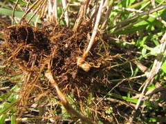 Melica brasiliana