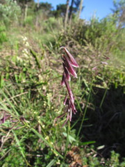 Melica brasiliana