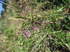 Melica brasiliana