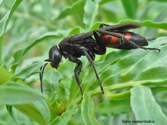 Entomobora