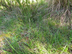 Melica brasiliana