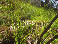 Melica brasiliana