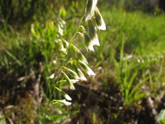 Melica brasiliana