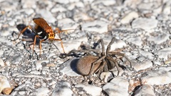 Cryptocheilus annulatus