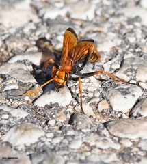 Cryptocheilus annulatus