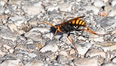 Cryptocheilus annulatus