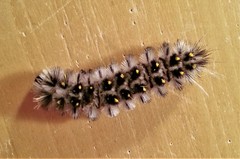 Lophocampa roseata