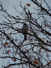 Accipiter cooperii