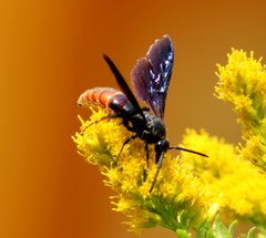 Scolia dubia haematodes