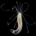 Nematostella vectensis - Photo (c) sercfisheries, μερικά δικαιώματα διατηρούνται (CC BY-NC), uploaded by sercfisheries