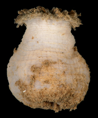 Paranthus rapiformis