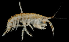 Gammarus mucronatus