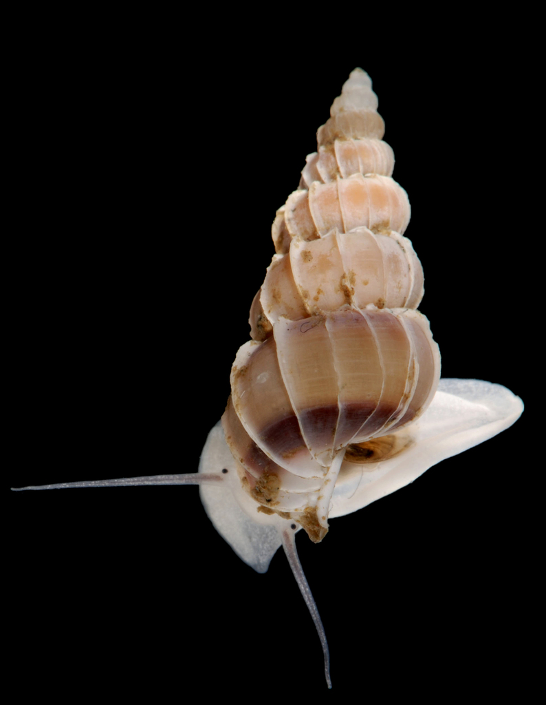 Epitonioidea