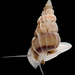 Wentletrap Snail Superfamily - Photo (c) sercfisheries, some rights reserved (CC BY-NC), uploaded by sercfisheries