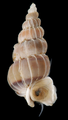 Gyroscala rupicola
