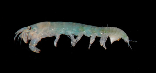 Leptochelia observed 2014-12-11