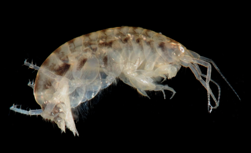 Leptocheirus plumulosus