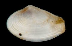 Macoploma tenta