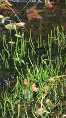 Lilaeopsis carolinensis